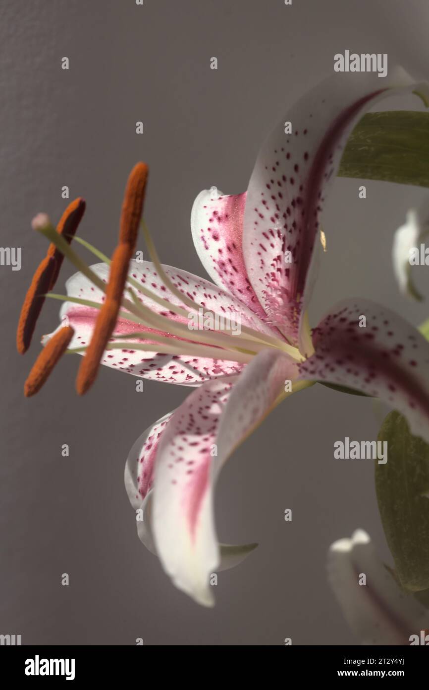 Lilies in bloom seen up close Stock Photo - Alamy