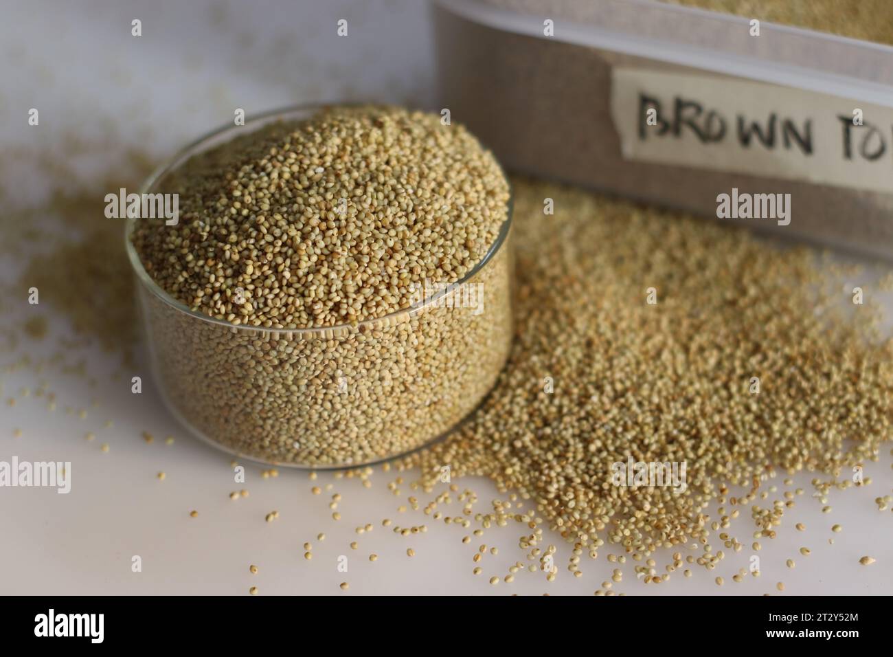 Browntop millet grains kept in a storage container and glass bowl filled to the brim, showcasing its wholesome grains, ideal for illustrating healthy Stock Photo