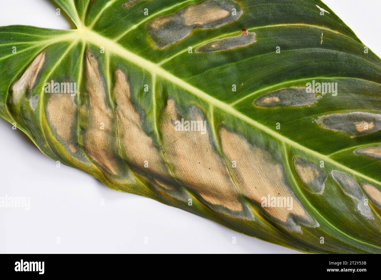 Dark and dried spots caused by sunborn on houseplant leaf of Philodendron plant Stock Photo