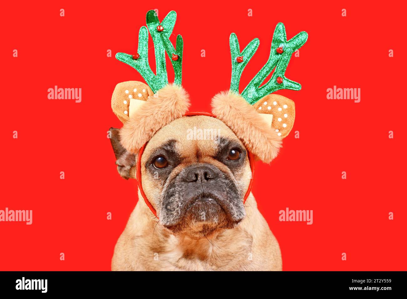 Cute French Bulldog dog with Christmas reindeer antler costume headband on red background Stock Photo