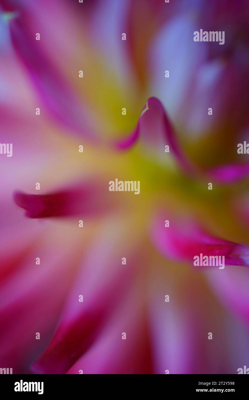 A close up abstract of a Dahlia flower. Stock Photo