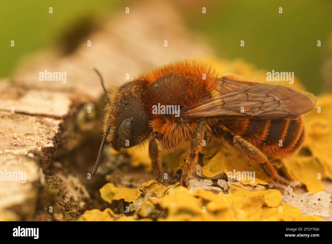 Closeup on the rare, snail-housing,Golden-fringed mason bee , Osmia aurulenta sitting on wood Stock Photo