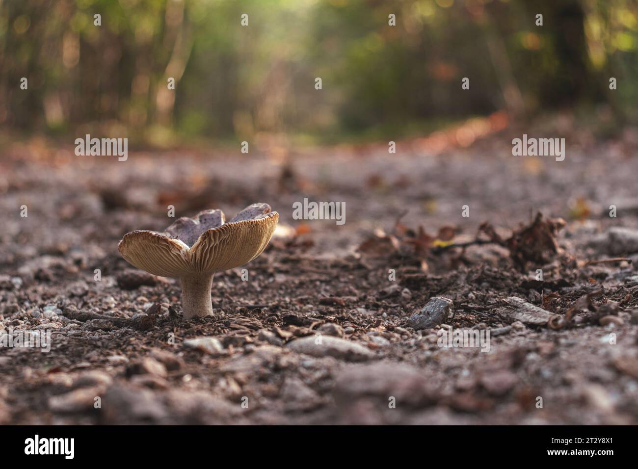 Low angle view of a mushroom on a gravel road leading to an unknown point in the forest. Diminishing perspective. Selective focus. Copy space Stock Photo