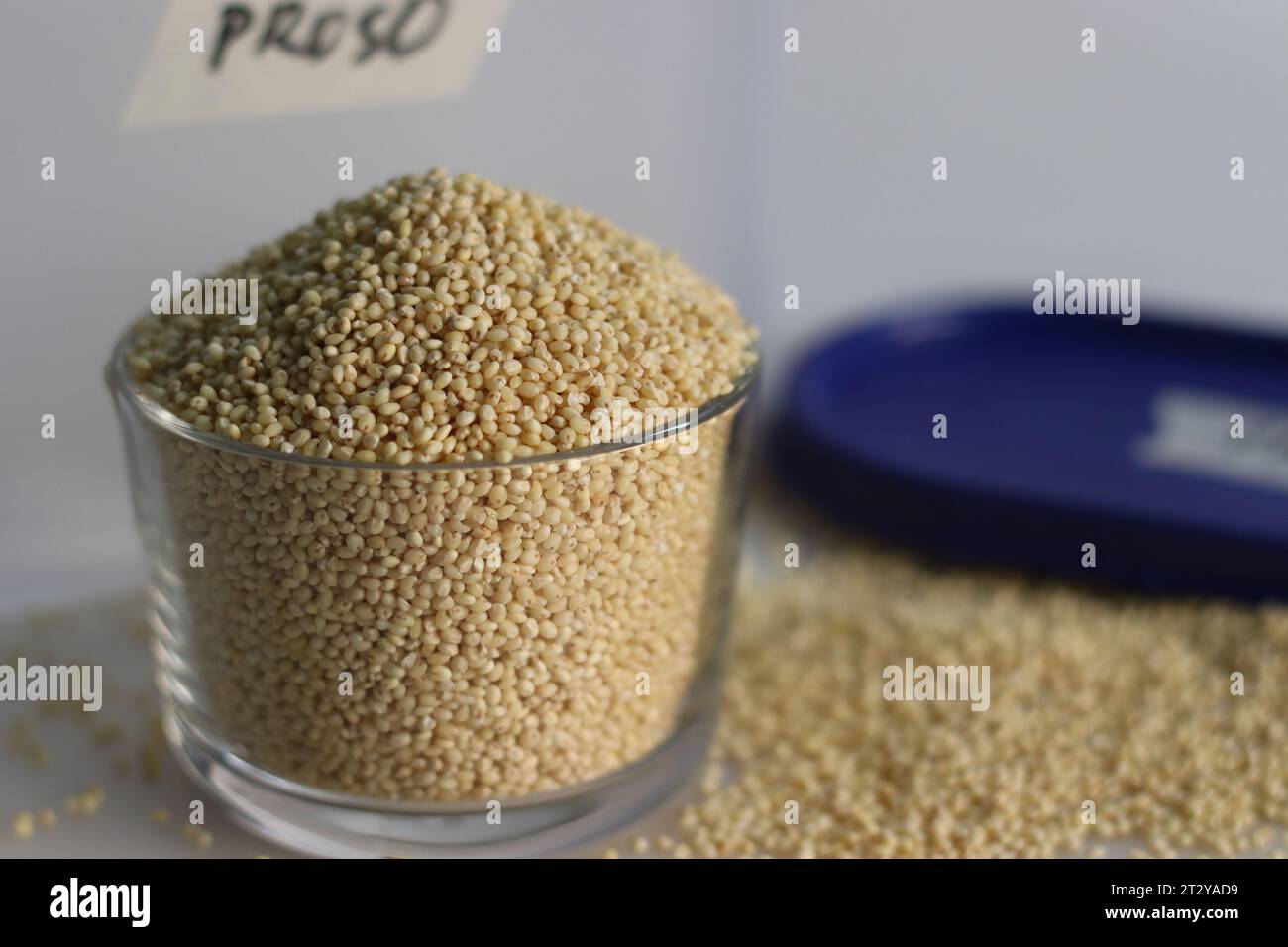 Proso millet, tiny round seeds with a golden hue kept in a container and glass bowl filled to the brim. Nutritious gluten free and versatile staple, s Stock Photo