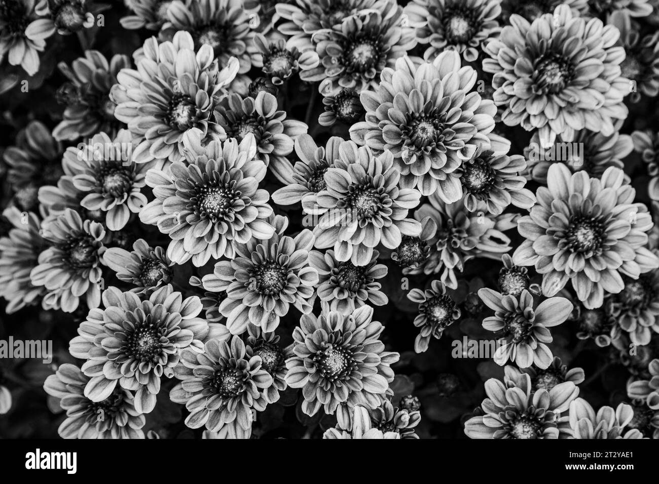 a desktop wallpaper background close-up bird's-eye view if a blooming garden mum plant with peach flowers black and white Stock Photo