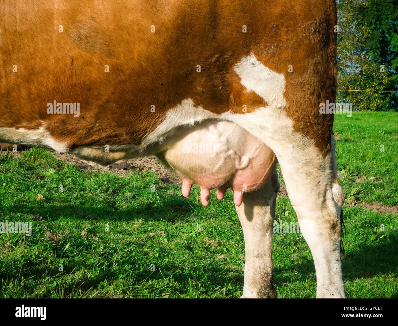 Close side view of the rump of a brown and white spotted dairy cow with a full udder standing in a pasture. Stock Photo