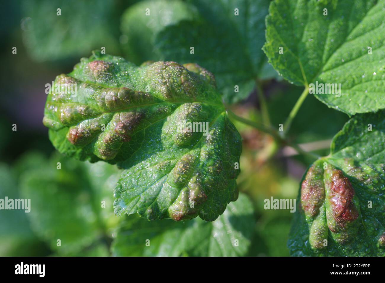 Currant leaves inhabited by Red currant blister aphid (latin name is Cryptomyzus ribis). Stock Photo