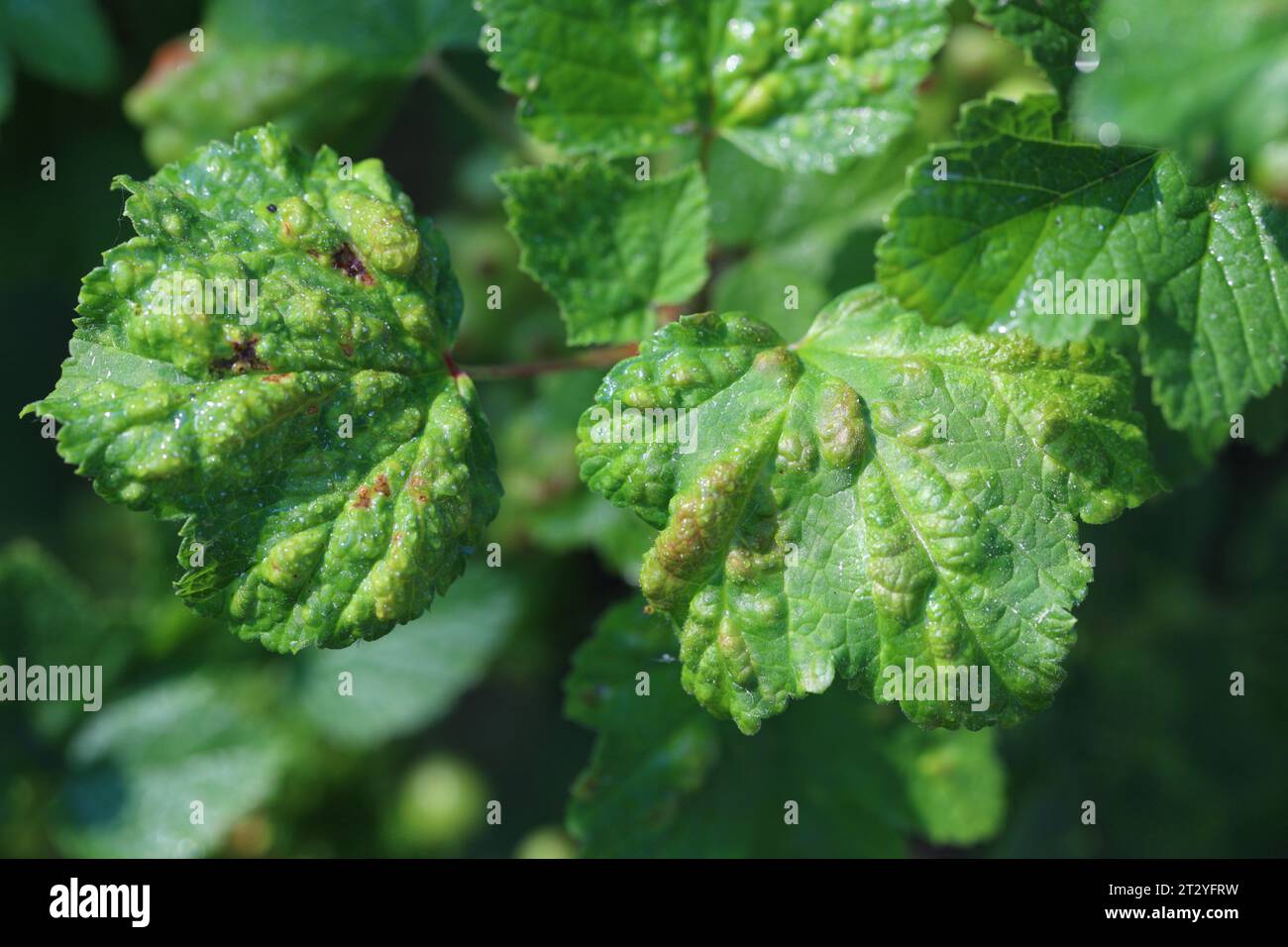 Currant leaves inhabited by Red currant blister aphid (latin name is Cryptomyzus ribis). Stock Photo