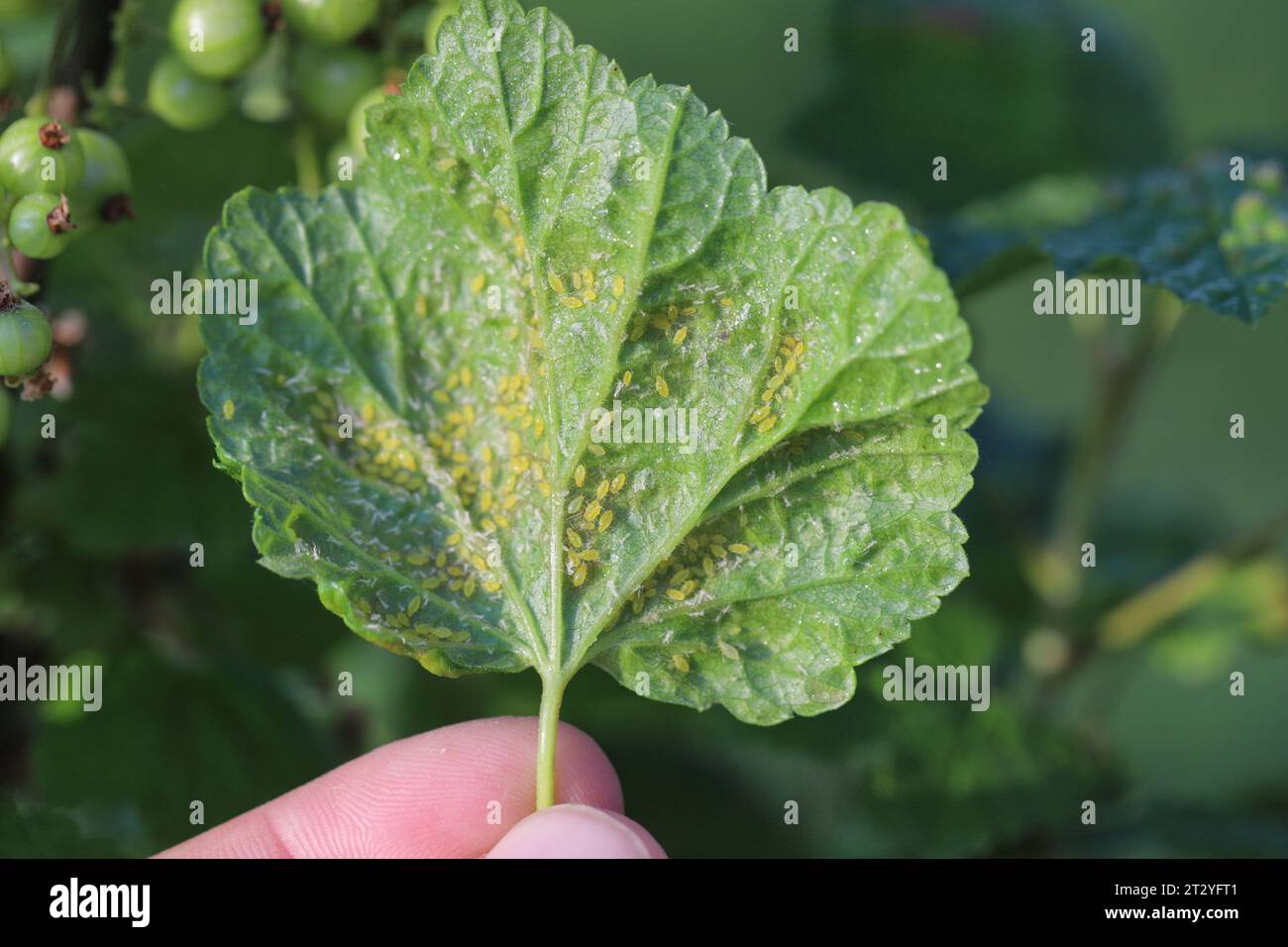 Currant leaves inhabited by Red currant blister aphid (latin name is Cryptomyzus ribis). Stock Photo