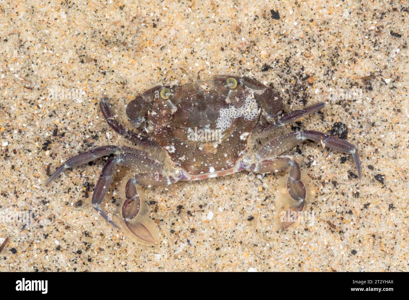 Arch-fronted Swimming Crab (Liocarcinus navigator formerly arcuatus), Polybiidae, Decapoda, Crustacean. Sussex, UK Stock Photo
