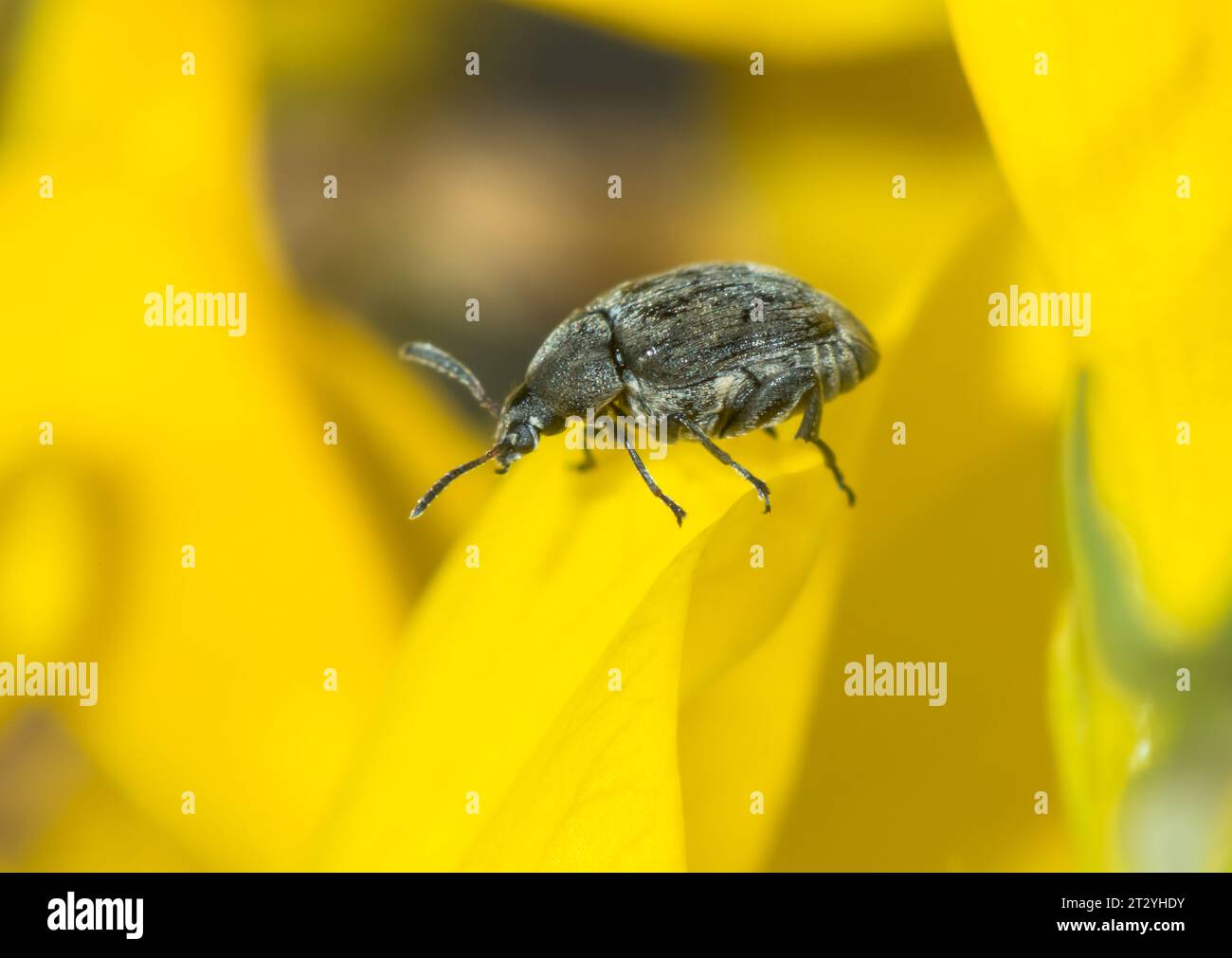 Broom Seed Beetle on host plant (Bruchidius villosus), CHRYSOMELIDAE. Sussex, UK Stock Photo