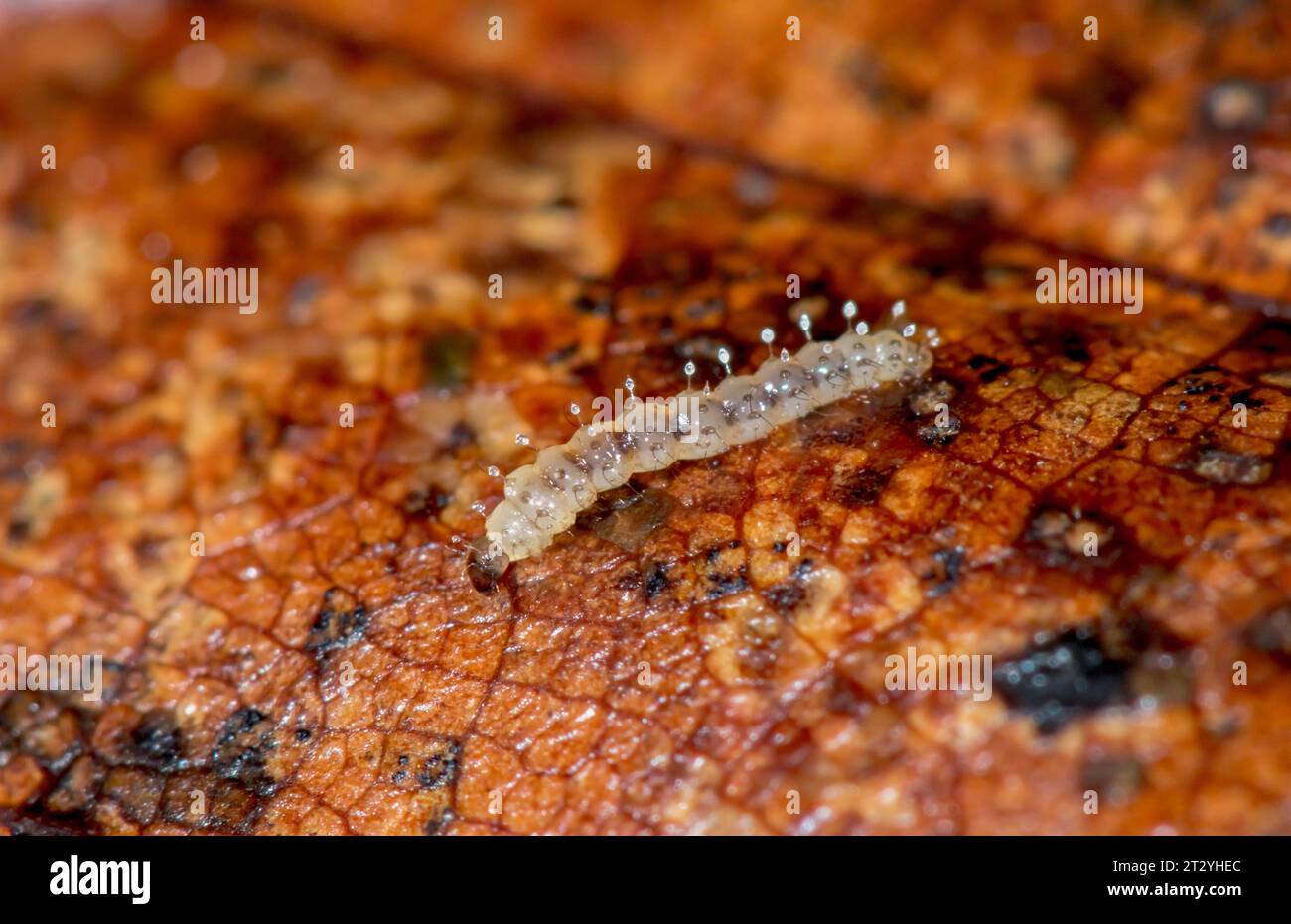 Biting Midge larva (Forcipomyia sp), Ceratopogonidae, Diptera. Sussex, UK Stock Photo