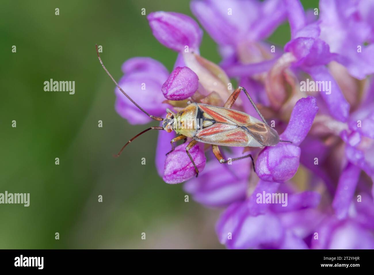 Colourful Plant Bug (Calocoris roseomaculatus) Miridae. Sussex, UK Stock Photo