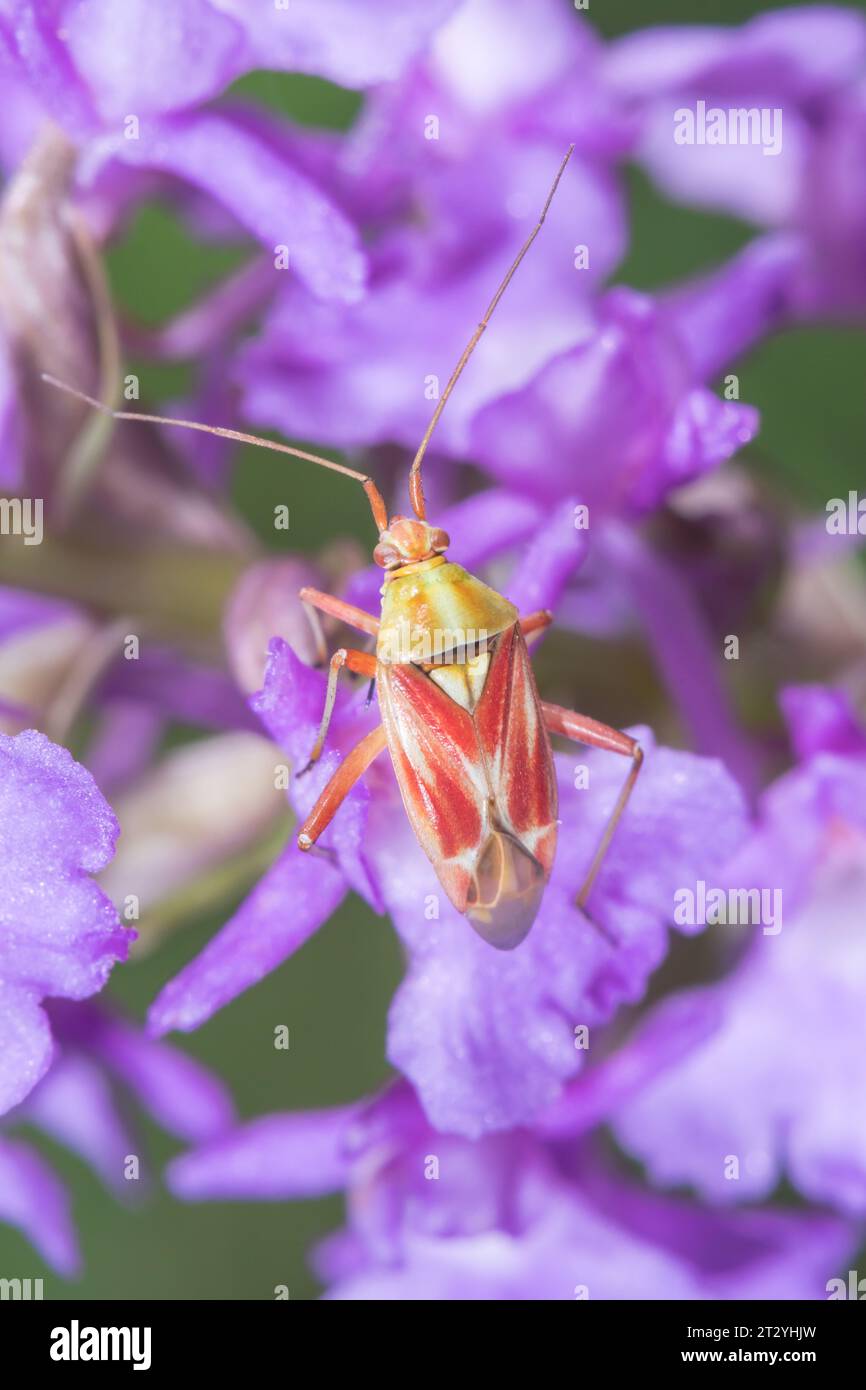 Colourful Plant Bug (Calocoris roseomaculatus) Miridae. Sussex, UK Stock Photo