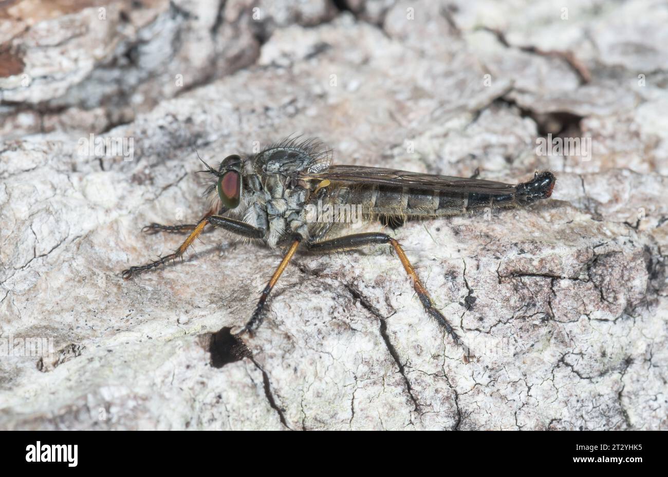 Common Awl Robberfly (Neoitamus cyanurus) Male, Asilidae. Sussex, UK