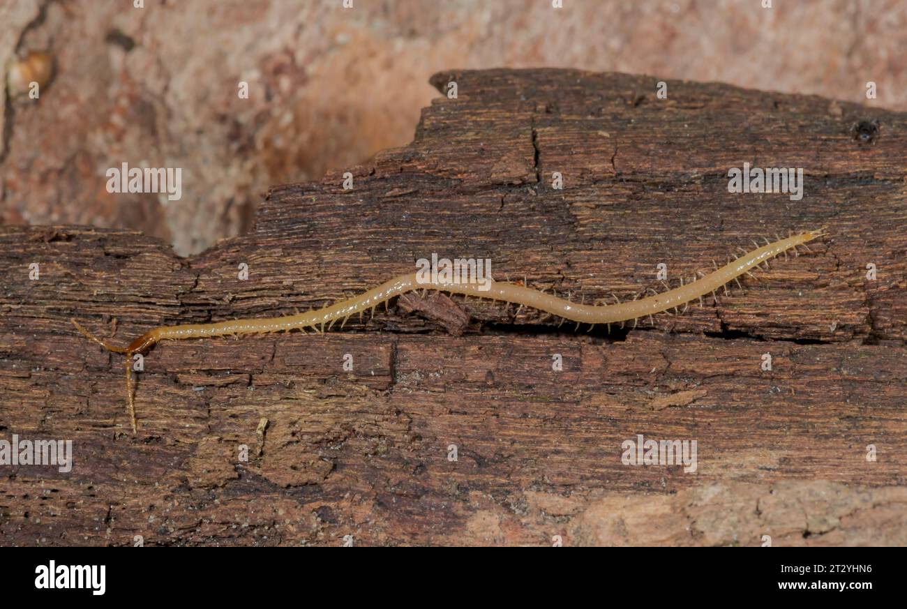 Common British Centipede - 45mm - Geophilus flavus, Geophilidae. Sussex, UK Stock Photo