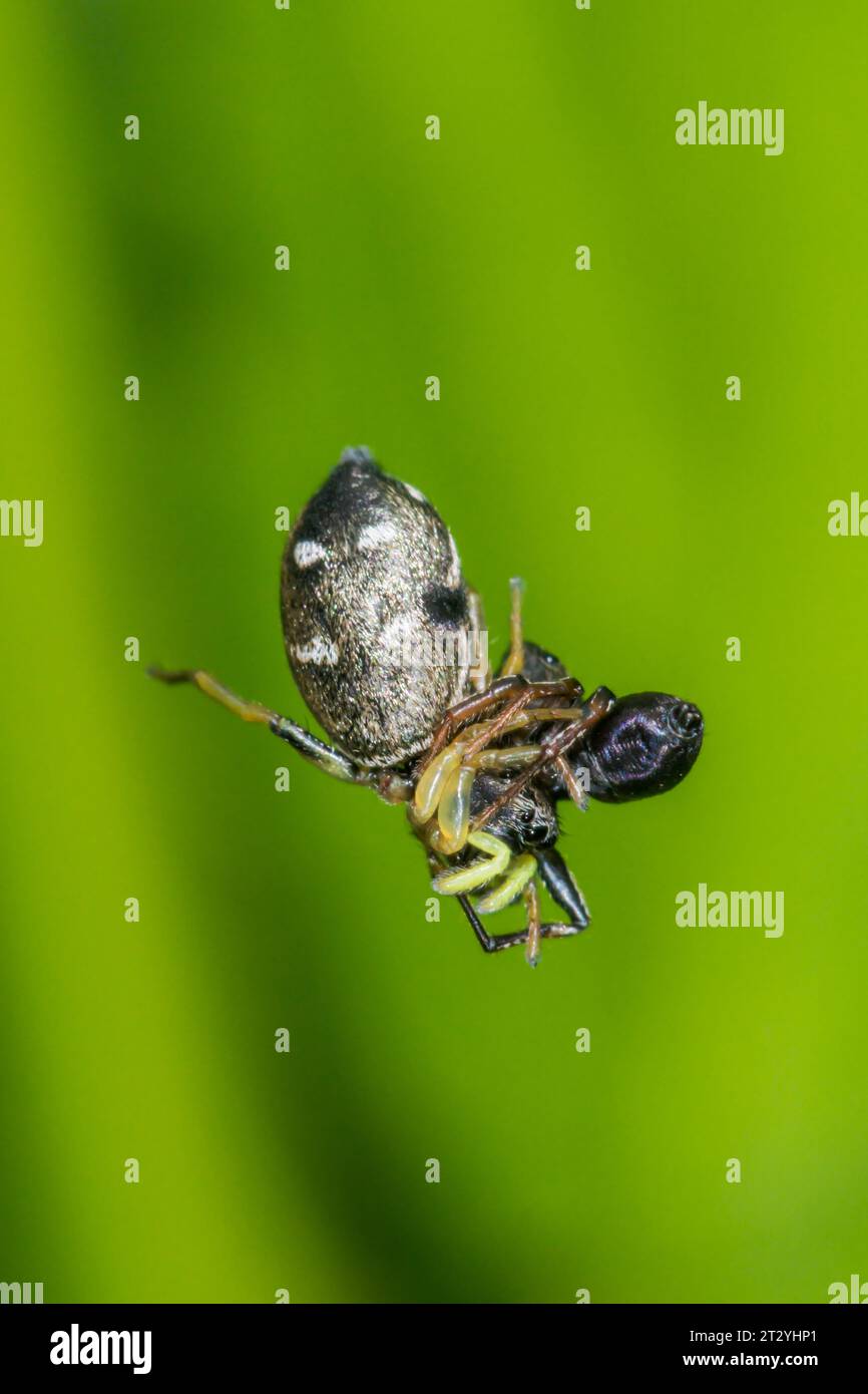 Common Sun jumper Spider (Heliophanus flavipes) Mating pair suspended by silk. Salticidae. Sussex, UK Stock Photo