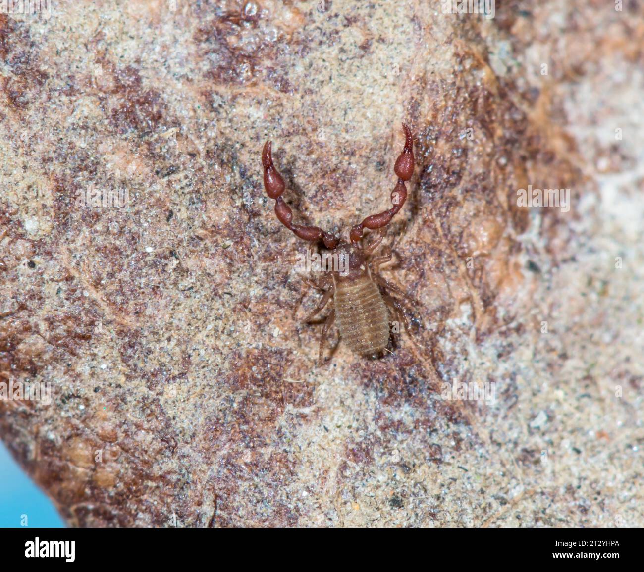 Compost Chernes Chelifer Pseudoscorpion (Pselaphochernes scorpioides) from Wood Ant nest. Sussex, UK Stock Photo