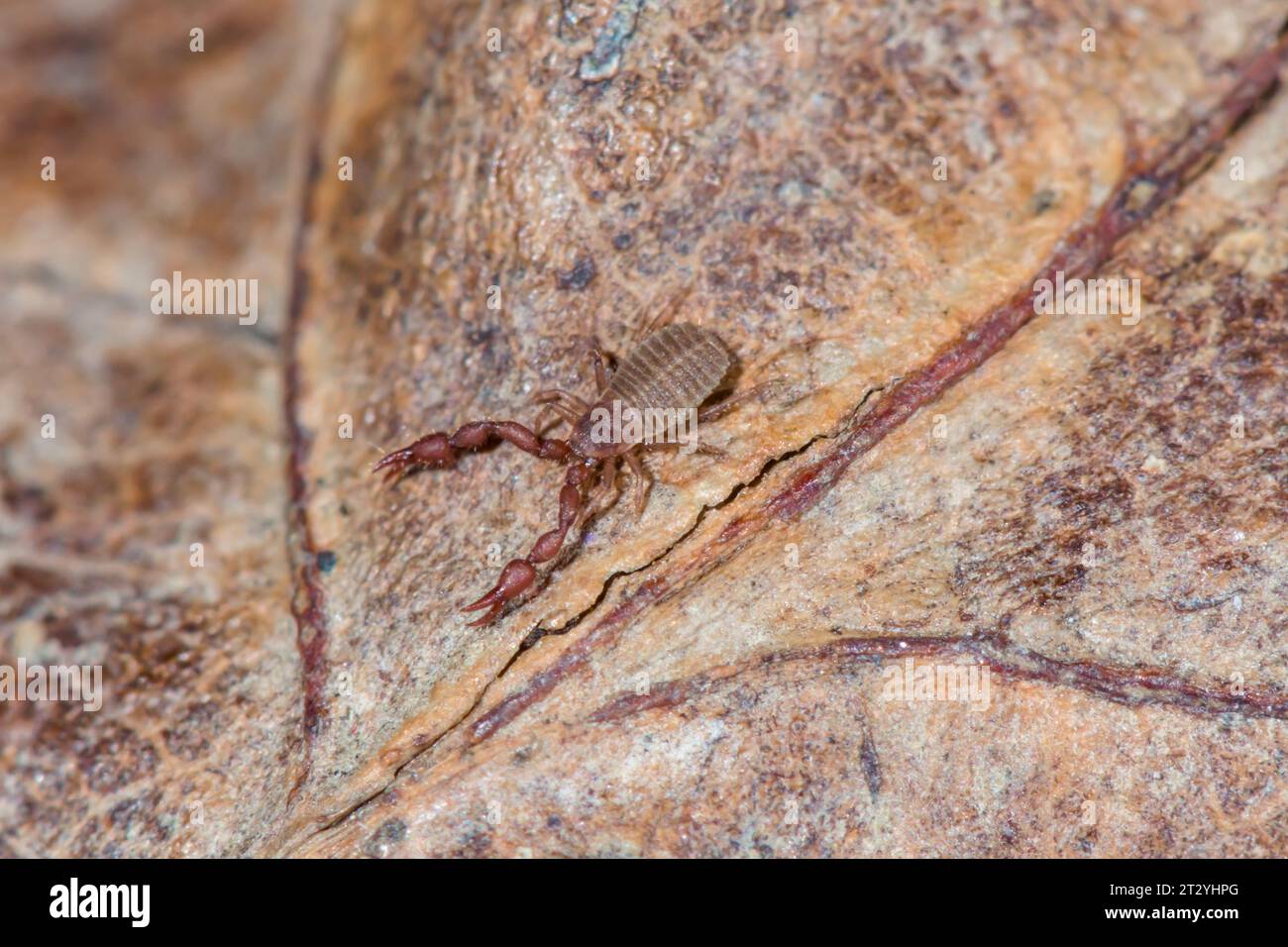 Compost Chernes Chelifer Pseudoscorpion (Pselaphochernes scorpioides) from Wood Ant nest. Sussex, UK Stock Photo