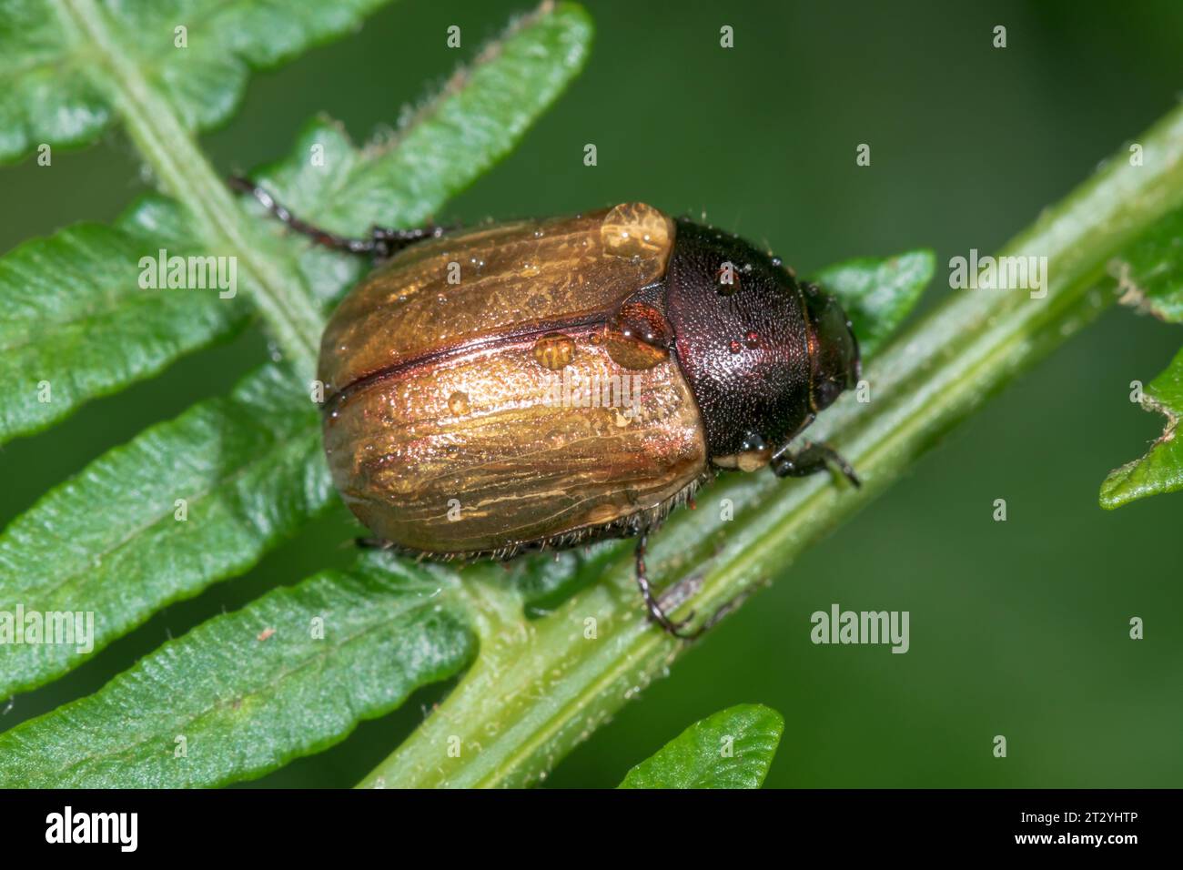 Dune Chafer Beetle (Anomala dubia), Scarabaeidae. Sussex, UK Stock Photo