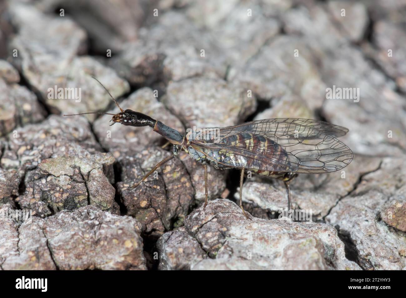 Female Snakefly ovipositing on Pine (Xanthostigma xanthostigma), Raphidiidae. Sussex, UK Stock Photo