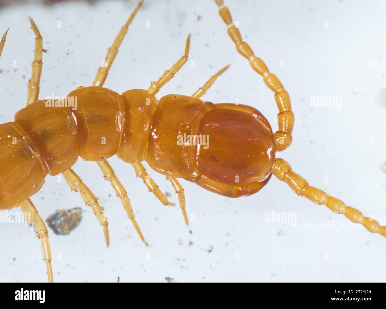 Head of Centipede (Cryptops anomalans). Cryptopidae, Myriopod. Sussex, UK Stock Photo