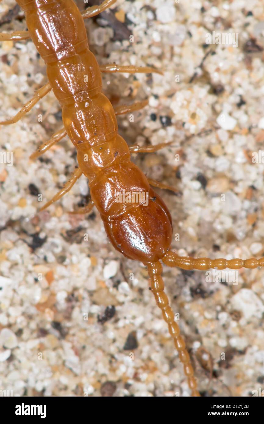 Head of Centipede (Cryptops anomalans). Cryptopidae, Myriopod. Sussex, UK Stock Photo