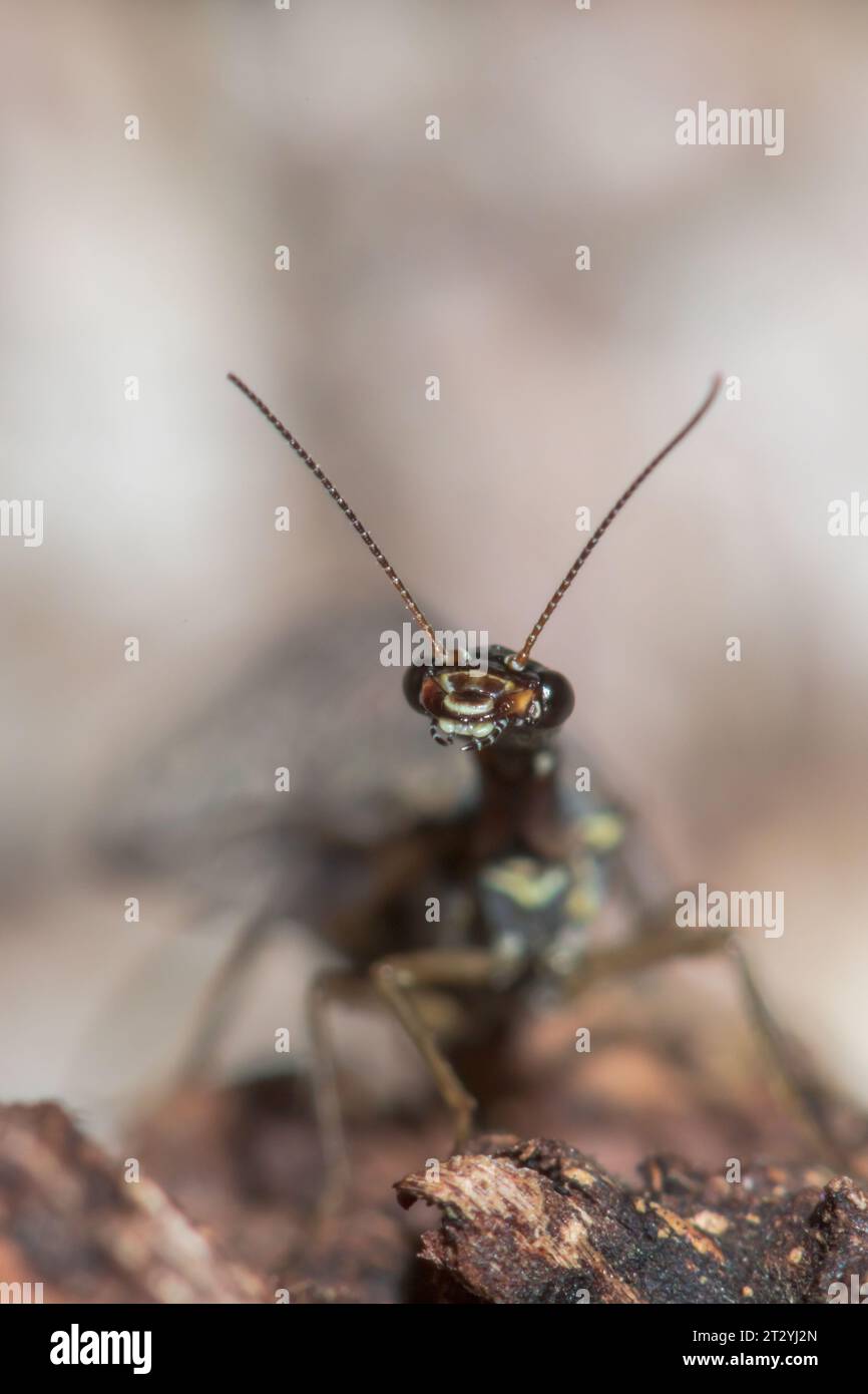 Head of Snakefly on Pine (Xanthostigma xanthostigma), Raphidiidae. Sussex, UK Stock Photo