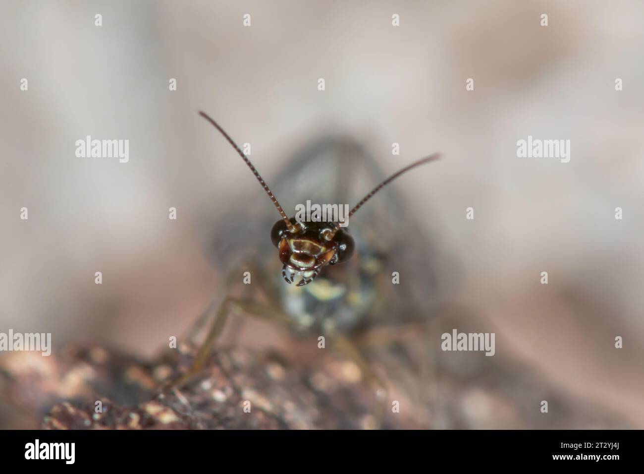 Head of Snakefly on Pine (Xanthostigma xanthostigma), Raphidiidae. Sussex, UK Stock Photo