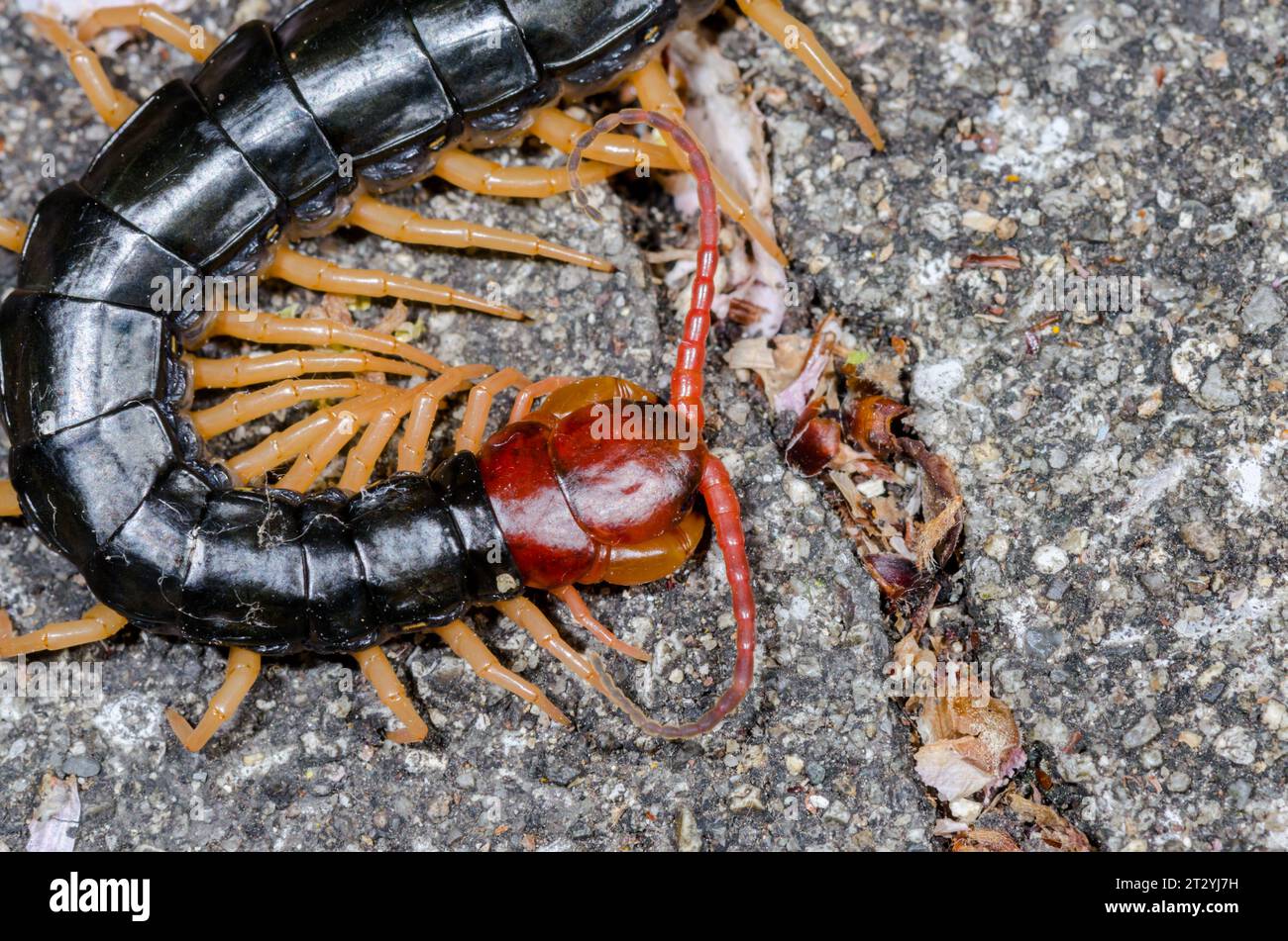Head of Japanese Giant Centipede (Scolopendra subspinipes mutilans). Kobe, Japan Stock Photo