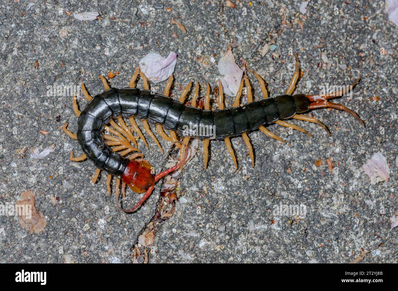 Japanese Giant Centipede (Scolopendra subspinipes mutilans). Kobe, Japan Stock Photo