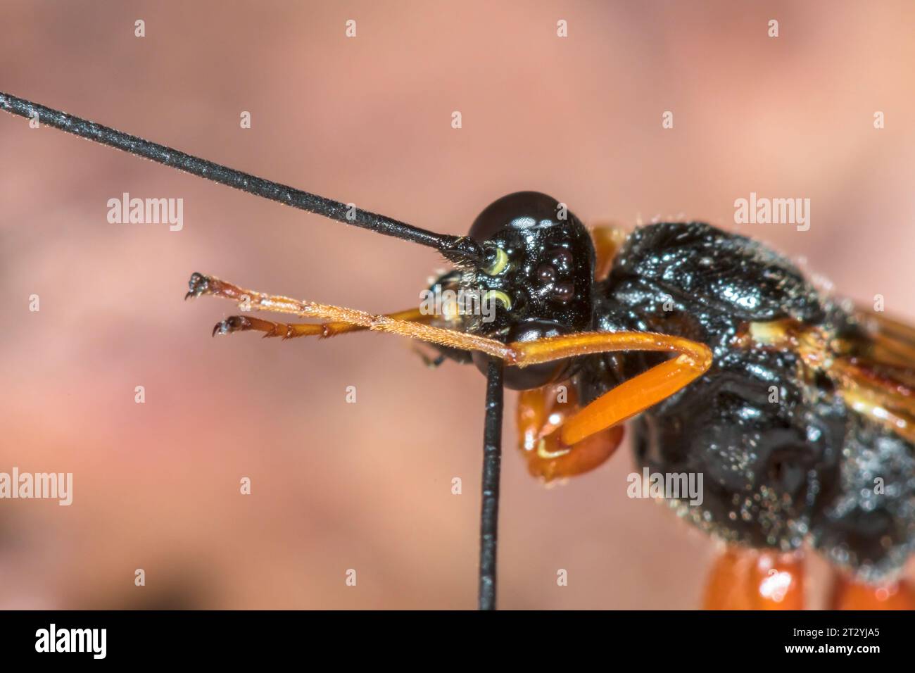Large Parasitic Darwin Wasp cleaning antenna (Dolichomitus cf tuberculatus), Pimplinae, Ichneumonidae. Sussex, UK Stock Photo
