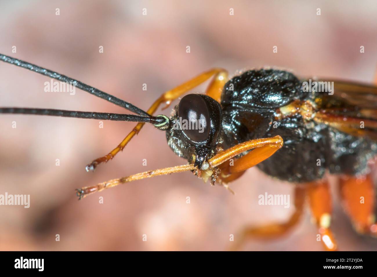 Large Parasitic Darwin Wasp cleaning itself (Dolichomitus cf tuberculatus), Pimplinae, Ichneumonidae. Sussex, UK Stock Photo