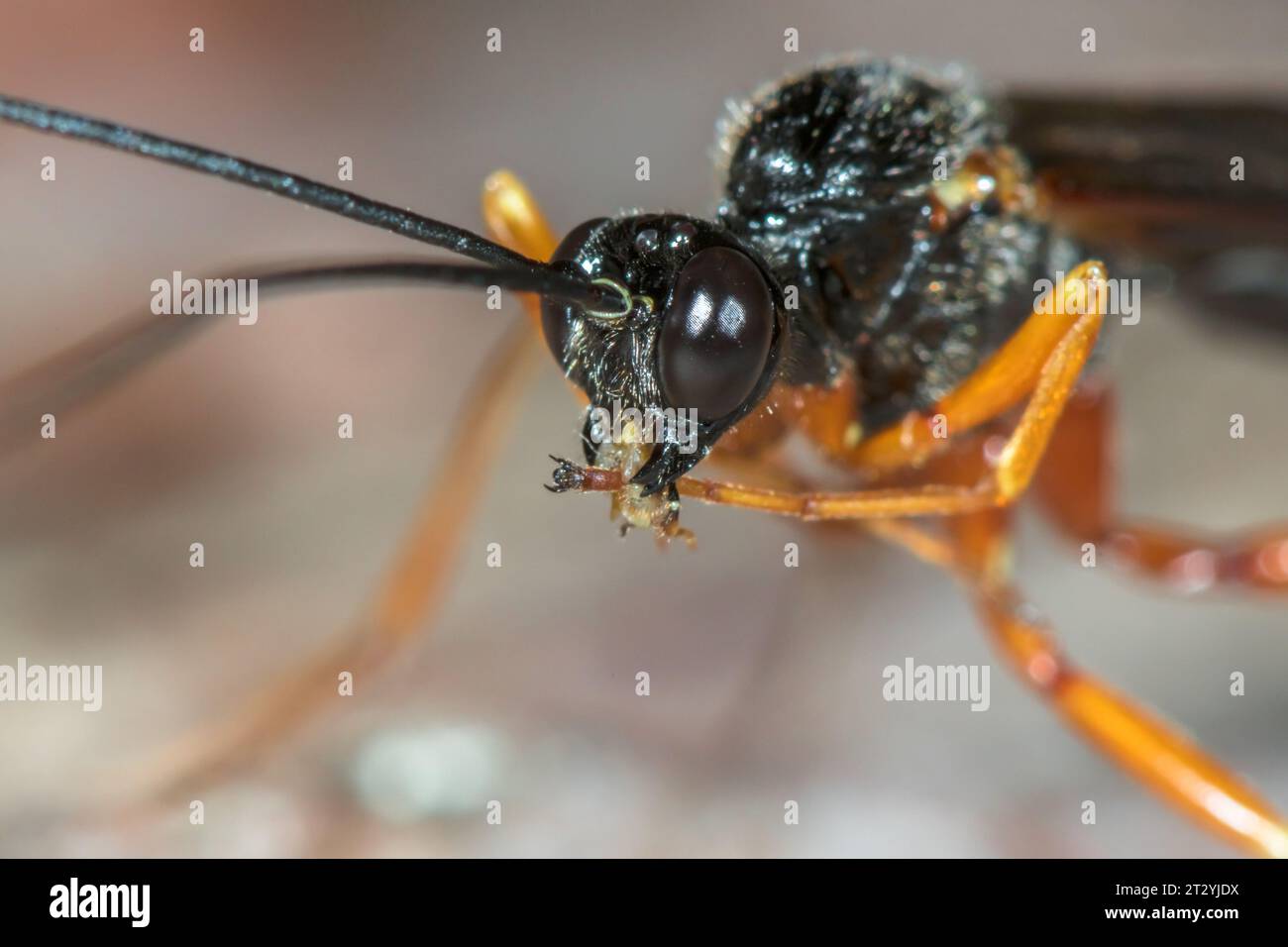 Large Parasitic Darwin Wasp mandibles (Dolichomitus cf tuberculatus), Pimplinae, Ichneumonidae. Sussex, UK Stock Photo