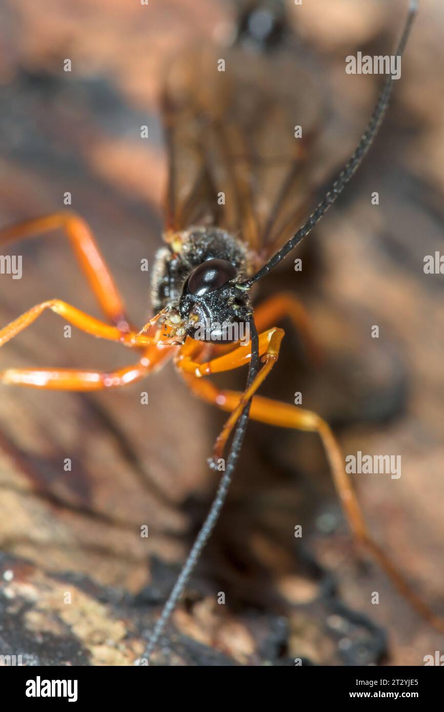 Large Parasitic Darwin Wasp cleaning antennae (Dolichomitus cf tuberculatus), Pimplinae, Ichneumonidae. Sussex, UK Stock Photo