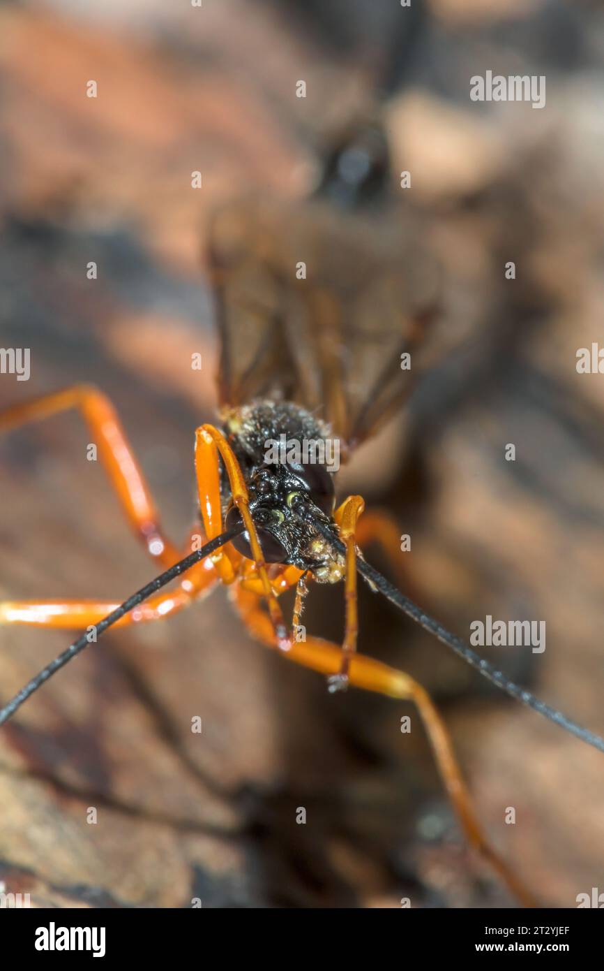 Large Parasitic Wasp cleaning antennae (Dolichomitus cf tuberculatus), Pimplinae, Ichneumonidae. Sussex, UK Stock Photo