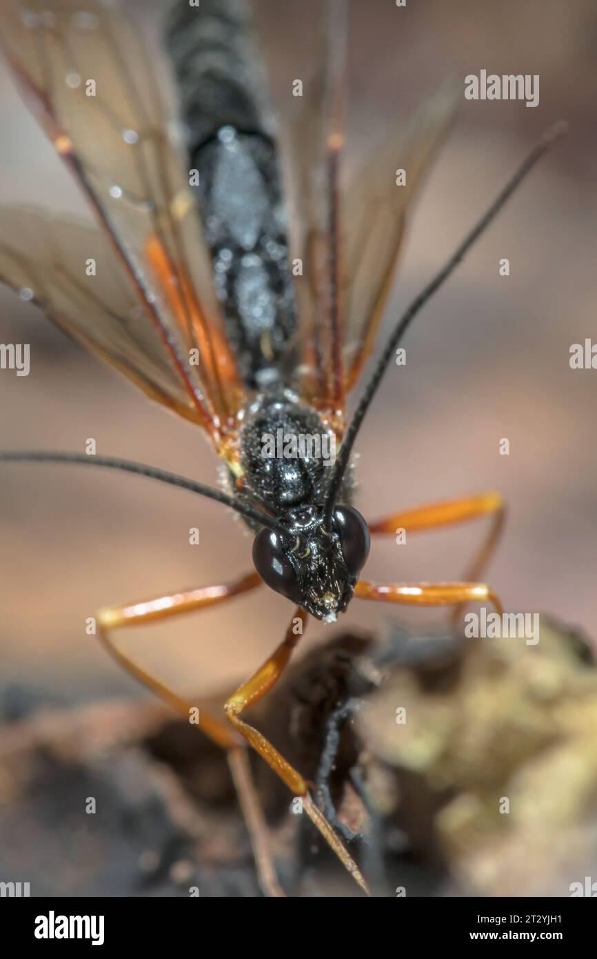 Large Parasitic Darwin Wasp (Dolichomitus cf tuberculatus), Pimplinae ...