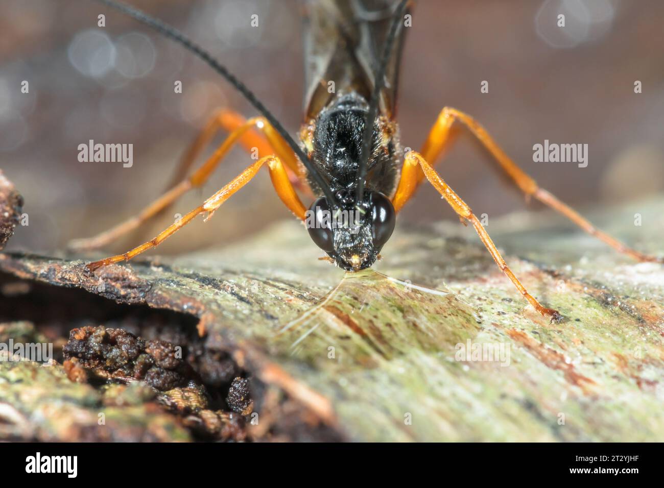 Large Parasitic Darwin Wasp drinking water droplet (Dolichomitus cf ...
