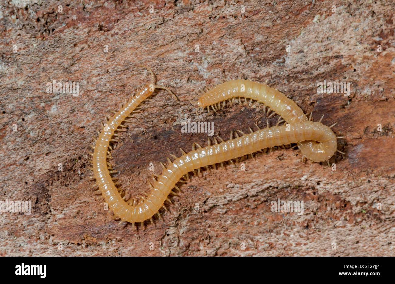 Largest British Centipede - 70mm - Western Yellow Centipede (Stigmatogaster (Haplophilus) subterraneus), Himantariidae. Sussex, UK Stock Photo