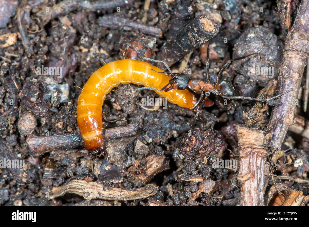 Myrmecophile Click Beetle larva in Wood Ant nest. Elateridae. Sussex, UK Stock Photo