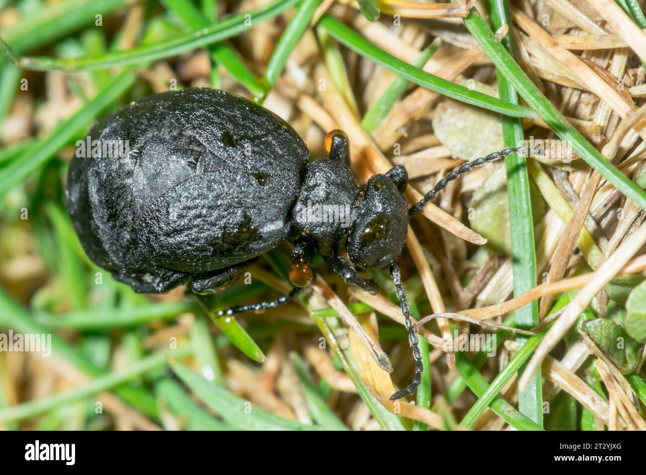 Very rare Olive or Mediterranean Oil Beetle exuding oil droplets (Meloe mediterraneus), Meloidae. Sussex, UK Stock Photo