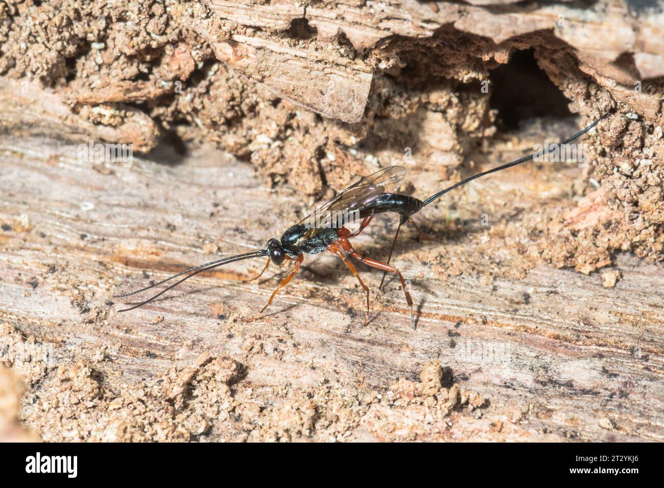 Parasitic Darwin Wasp ovipositing. Pimplinae, Ichneumonidae. Sussex, UK ...
