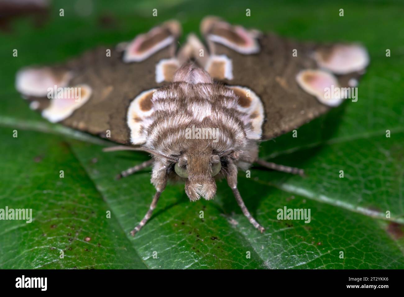 Peach Blossom Moth head on (Thyatira batis), Drepanidae. Sussex, UK Stock Photo