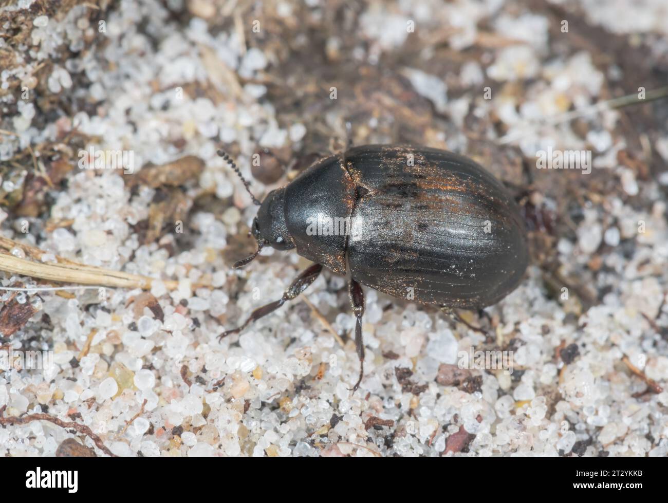 Camouflaged Pill Beetle (Byrrhus pilula), Byrrhidae. Sussex, UK Stock Photo