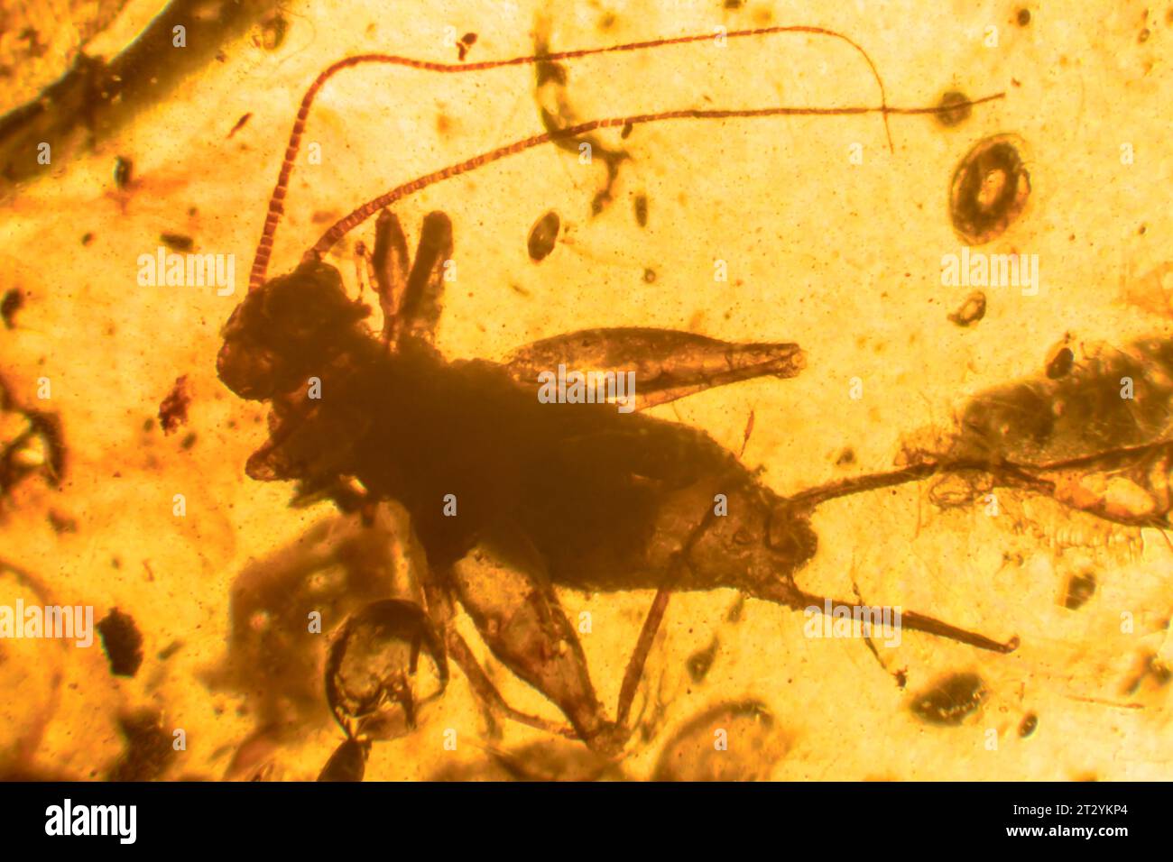 Prehistoric 99 Million Year old fossil Cricket trapped in Burmite Myanmar Burmese Amber - Fossilised Tree Resin - Insect Fossils Stock Photo