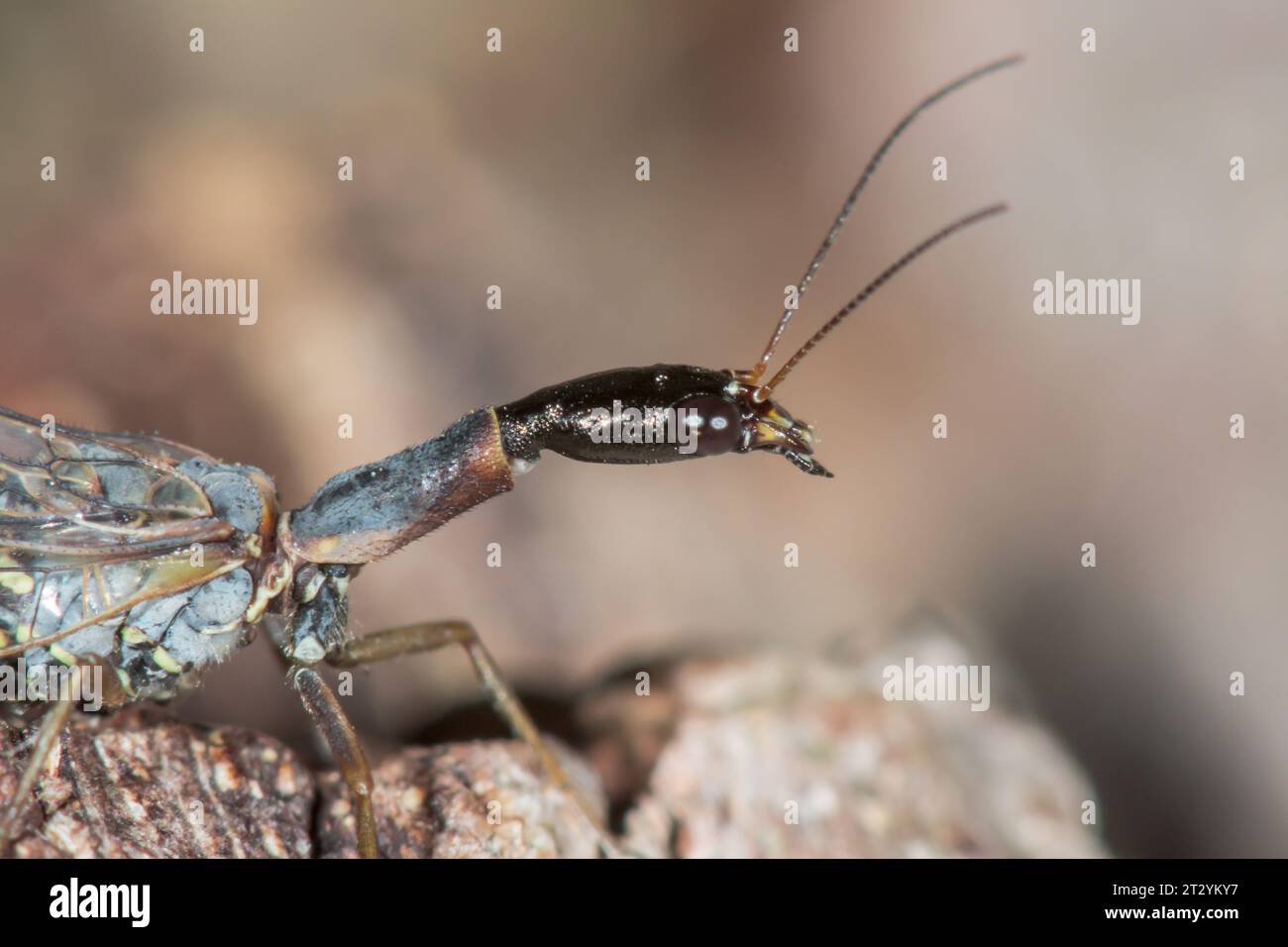 Profile of Snakefly showing elongated thorax / prothorax (Xanthostigma xanthostigma), Raphidiidae. Sussex, UK Stock Photo