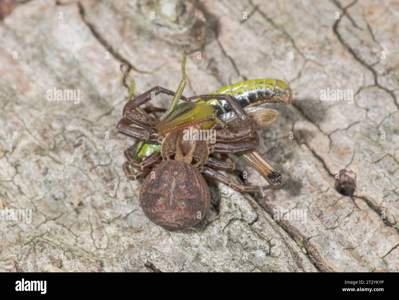 Rare Female Crab Spider predating grasshopper (Xysticus acerbus), Thomisidae. Sussex, UK Stock Photo