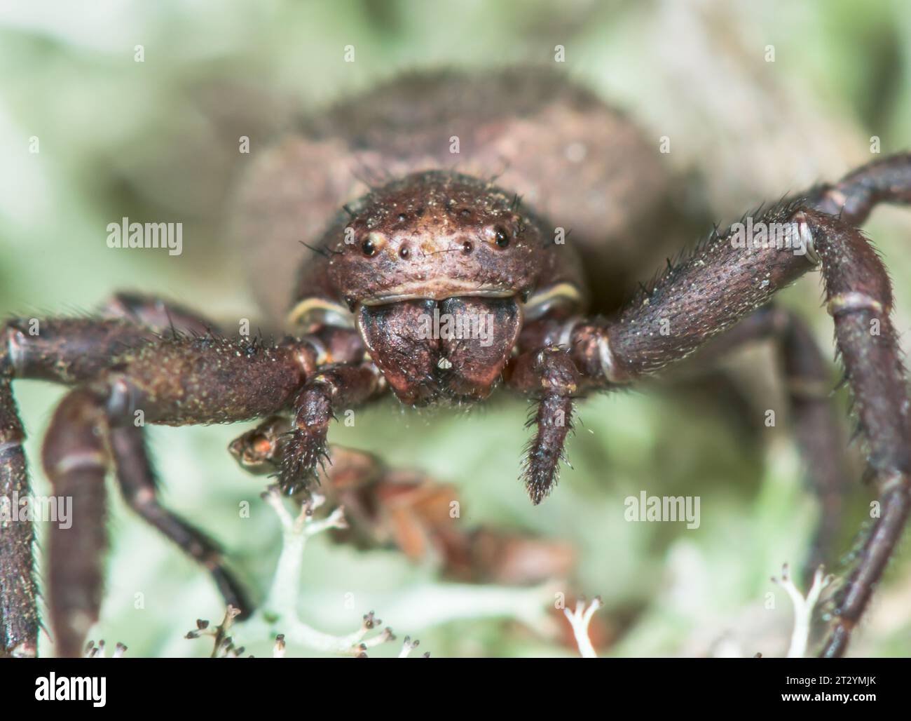 Face of Crab Spider (Xysticus acerbus), Thomisidae. Sussex, UK Stock Photo