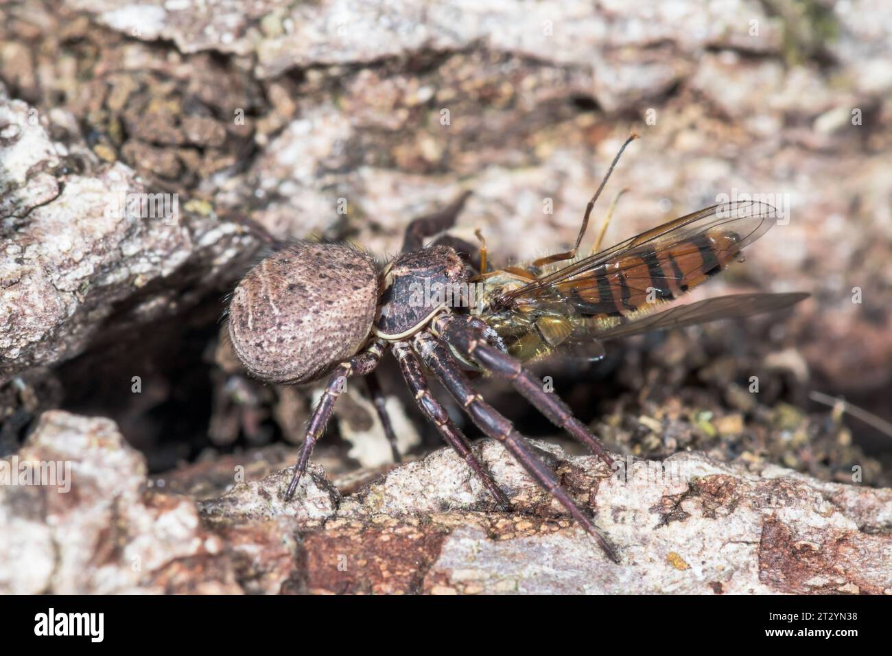 Rare Female Crab Spider eating fly (Xysticus acerbus), Thomisidae. Sussex, UK Stock Photo