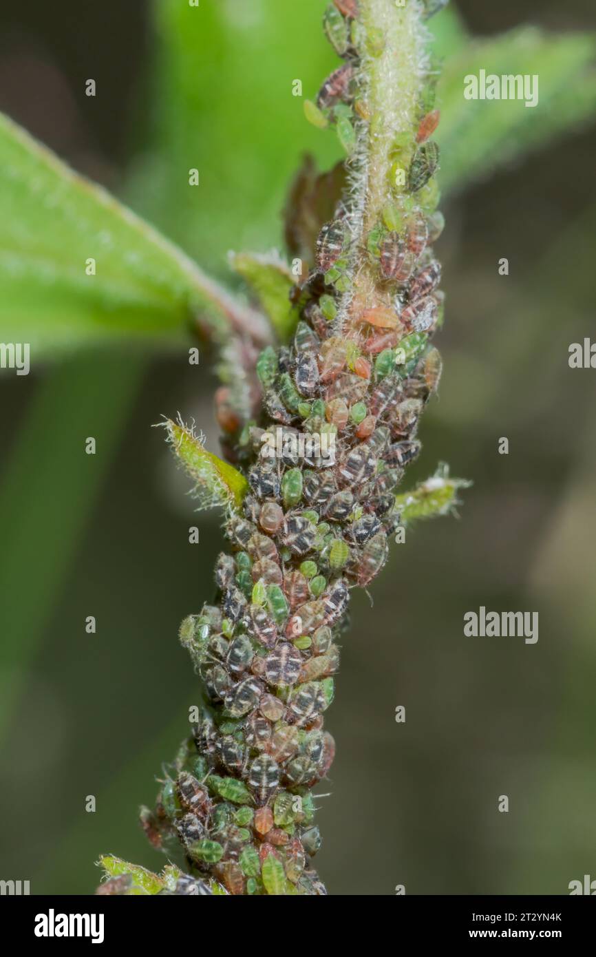 Rare Mixed Colony of Aphids, Green Birch Thelaxid (Glyphina betulae) and Brown Birch Thelaxids (Glyphinia pseudoschrankiana). Aphididae Sussex, UK Stock Photo